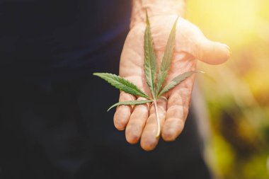 Çiftçi elleri kenevir yaprağını tutar. Marihuana tarlası kavramı