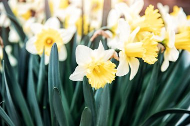 Bahçenin ortasında sarı taç takan beyaz nergisler.