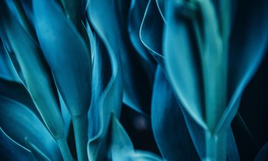 Mavi arkaplan. Çiçeklerden elde edilen doğal bitki örtüsü. Makro fotoğraf.