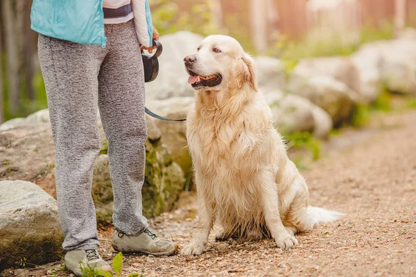 Köpek Golden Retriever Labrador ayak sahibinin yanında oturuyor, sonbaharda parkta yürüyor.