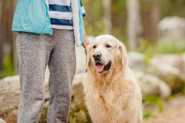 Köpek Golden Retriever Labrador ayak sahibinin yanında oturuyor, sonbaharda parkta yürüyor.