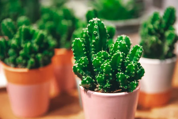 Market of flowers, mini cactus in pots shelves sold