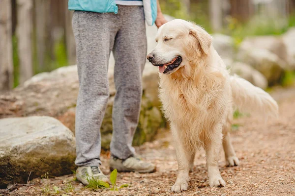 Dog Golden Retriever Labrador sits near feet owner, walk through park in fall