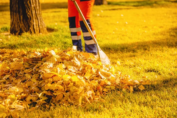 가을철 잎을 잘라 내는 가랑 일꾼 — 스톡 사진