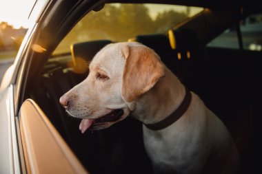 Köpek tek başına sıcak arabada kilitli, pencere açık. Konsept bekle seyahat