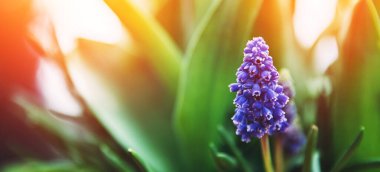 Üzüm sümbülü çiçek, güneş ışığı ile doğal bahar arkaplanı