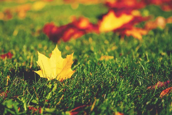 Żółty liść spada i leży na zielonej trawie, koncepcja przybycia jesieni, zmiana pory roku — Zdjęcie stockowe