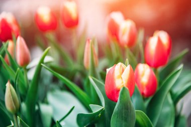 Çiçek pazarında kırmızı sarı laleler. Doğal arkaplan