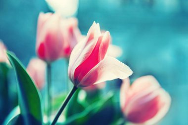 Çiçek pazarında kırmızı laleler. Doğal arkaplan