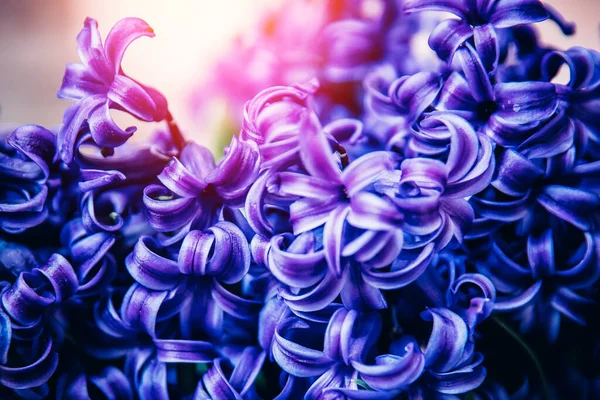 Abstrato flora natural roxo fundo de flores, foto macro wiht luz — Fotografia de Stock