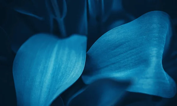 Ciano azul natural fundo flora de flores, foto macro — Fotografia de Stock