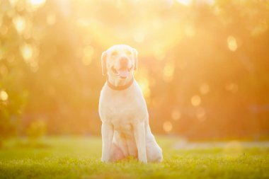 Mutlu safkan labrador retriever köpek açık çim park güneşli yaz günü oturan