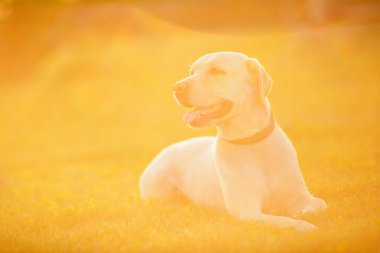 Aktif, gülümseyen ve mutlu safkan labrador av köpeği güneşli yaz gününde çimen parkında.