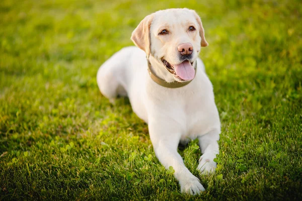 Happy smiling labrador dog outdoors sunset day — Stock Photo, Image