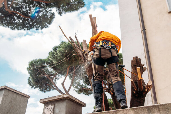 Дерево лесопилки с бензопилой на лесопилке. Концепция вырезать гнилые и старые бревна после урагана
