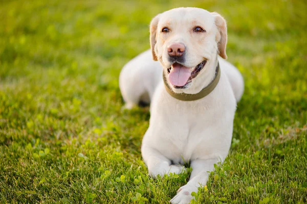 アクティブ、笑顔と幸せな純血ラブラドール取得犬屋外の芝生公園で晴れた夏の日に — ストック写真