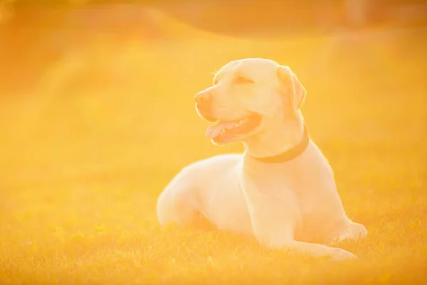 Ativo, sorriso e feliz puro labrador retriever cão ao ar livre no parque de grama no dia ensolarado de verão — Fotografia de Stock