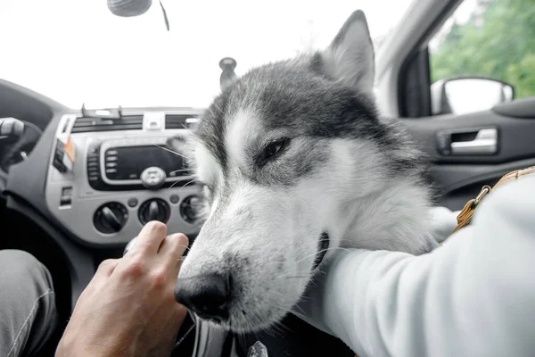 Dog alone is locked in car in heat, window is open. Concept wait travel — Stock Photo, Image