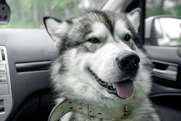 Dog alone is locked in car in heat, window is open. Concept wait travel