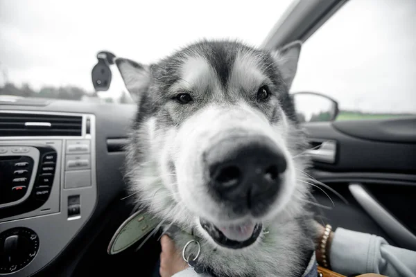 Solo el perro está encerrado en el coche en el calor, la ventana está abierta. Concepto de espera de viaje — Foto de Stock