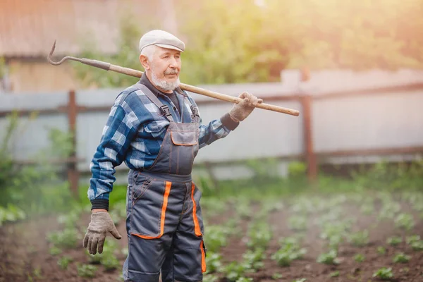 Het verwijderen van onkruid uit de bodem van aardappelen, Senior oudere man zwakende schoffel in moestuin — Stockfoto