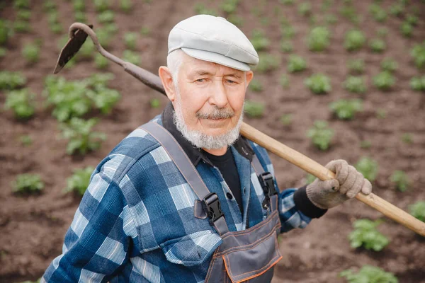 Senior bejaarde man wijst de aarde af met Chopper hoe op aardappelveld. Concept Eco boerderij, landbouw — Stockfoto