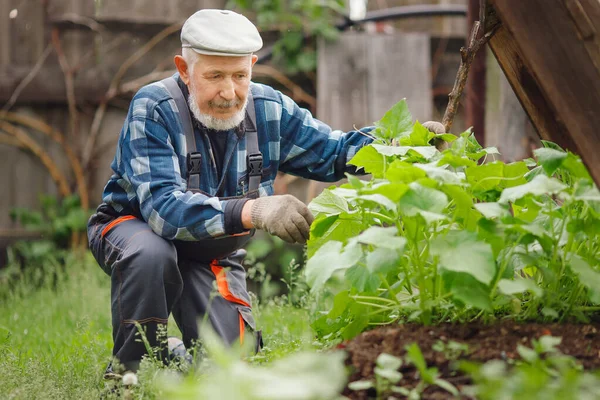 Eco boerderij concept. Oudere boer controleert komkommer, verzamelt fruit, bloemen en eierstokken — Stockfoto