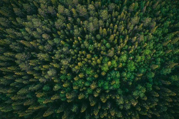 Drohnenfotografie Sommer grüne Bäume im Wald Finnland Luftaufnahme — Stockfoto