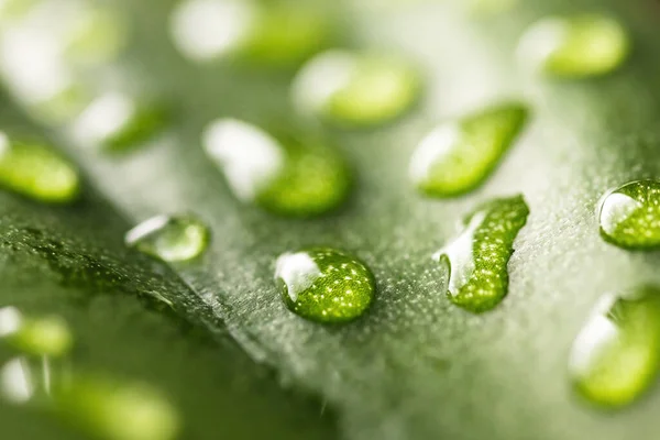 Macro gotas de orvalho de água de chuva transparente em folha verde. Fundo natural bonito — Fotografia de Stock