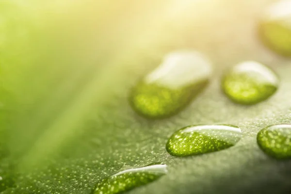 Macro gotas de orvalho de água de chuva transparente em folha verde. Bela luz natural do sol fundo — Fotografia de Stock