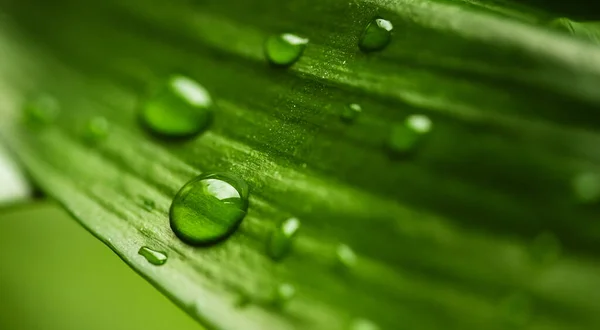 Macro gotas de orvalho de água de chuva transparente em folha verde. Fundo natural bonito — Fotografia de Stock