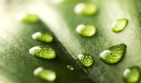 Macro gocce d'acqua di pioggia trasparente su foglia verde. Bellissimo ambiente naturale sfondo — Foto Stock