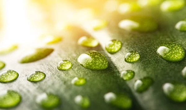 Macro gotas de orvalho de água de chuva transparente em folha verde. Bela luz natural do sol fundo — Fotografia de Stock