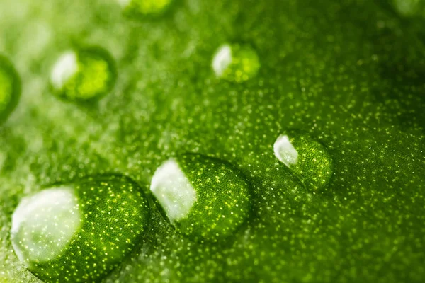 Makrotau aus transparentem Regenwasser auf grünem Blatt. Schöner natürlicher Hintergrund — Stockfoto