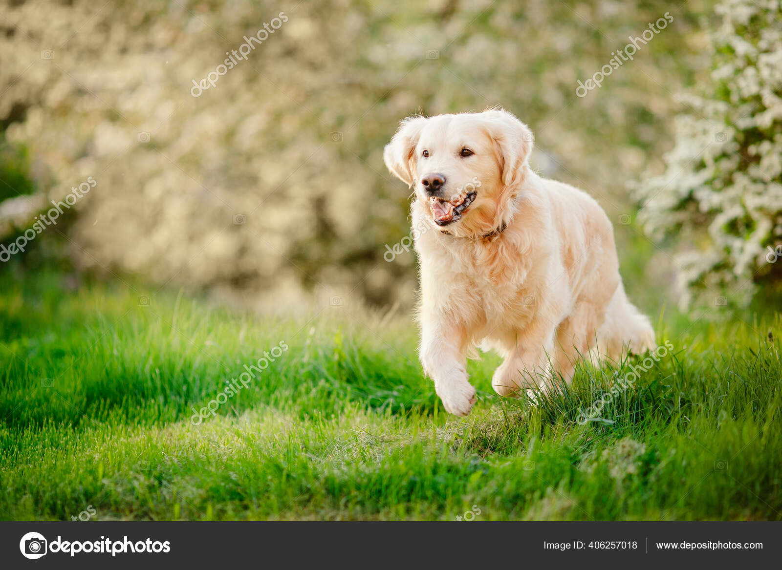 Selskab Betydning falskhed Happy dog Beauty Golden retriever run in park on summer day sun light Stock  Photo by ©ParStud 406257018