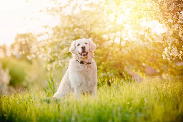 Szczęśliwy labrador rasowy pies retriever uśmiech na zewnątrz w trawiastym parku w słoneczny letni dzień, światło słoneczne — Zdjęcie stockowe
