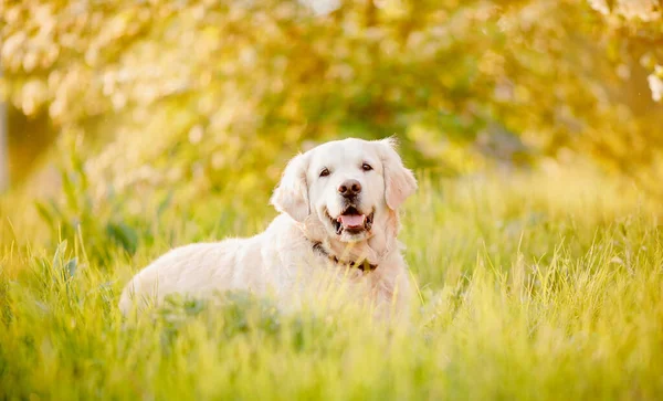 Ενεργό, χαμόγελο και ευτυχισμένη καθαρόαιμο λαμπραντόρ retriever σκυλί σε εξωτερικούς χώρους στο πάρκο γρασίδι την ηλιόλουστη μέρα του καλοκαιριού — Φωτογραφία Αρχείου