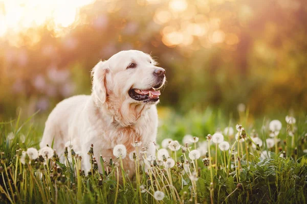 Aktif, gülümseyen ve mutlu safkan labrador av köpeği güneşli yaz gününde çimen parkında.