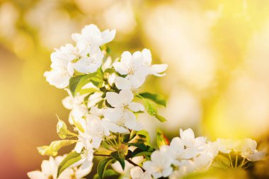 Elma ağacı çiçekleri kapanıyor, bahar güneşi...