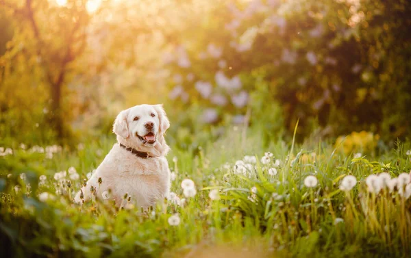 Aktywny, uśmiechnięty i szczęśliwy pies labrador retriever na świeżym powietrzu w parku trawiastym w słoneczny letni dzień — Zdjęcie stockowe