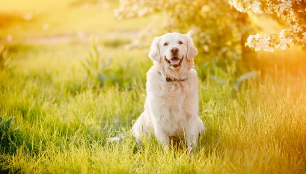 Mutlu safkan Labrador Retriever köpeği güneşli yaz gününde çimen parkında gülümser.