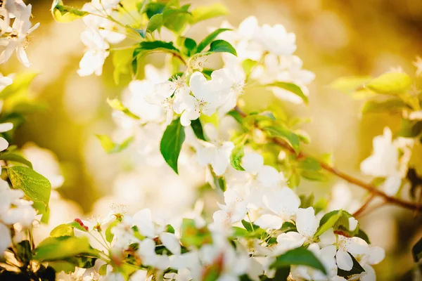 Jabłoń kwiaty zbliżenie, wiosenne światło słoneczne — Zdjęcie stockowe