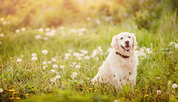 Aktywny, uśmiechnięty i szczęśliwy pies labrador retriever na świeżym powietrzu w parku trawiastym w słoneczny letni dzień — Zdjęcie stockowe