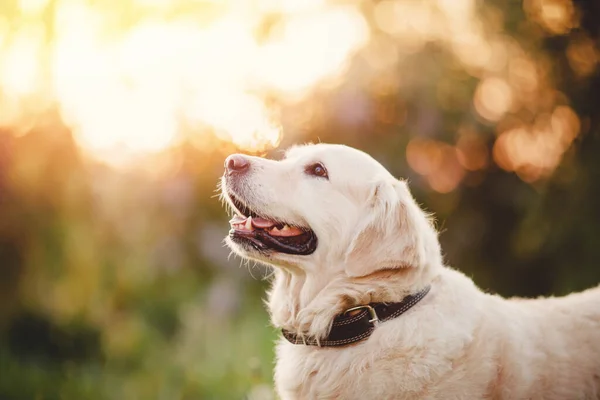 Szczęśliwy pies Piękno Golden retriever w parku na letni dzień światło słoneczne — Zdjęcie stockowe