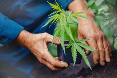 Çiftçi sera toprağında kenevir bebek marihuana fideleri yetiştiriyor. Gün ışığında kenevir tarlası
