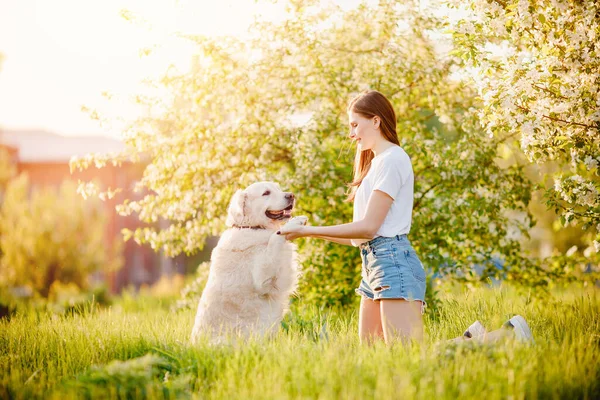 Mulher bonita cinologista brincando com seu cão Labrador retriever dar pata no parque de verão — Fotografia de Stock