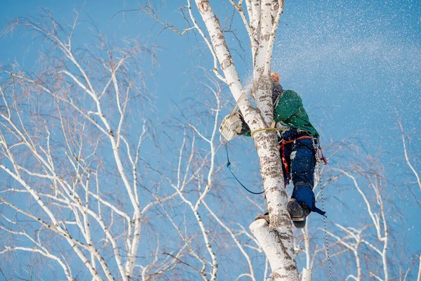 Profesjonalny drwal przygotowuje się do cięcia drzew piłą łańcuchową — Zdjęcie stockowe