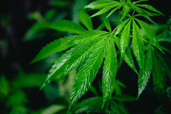 Bush groene marihuana cannabis op wazige achtergrond — Stockfoto