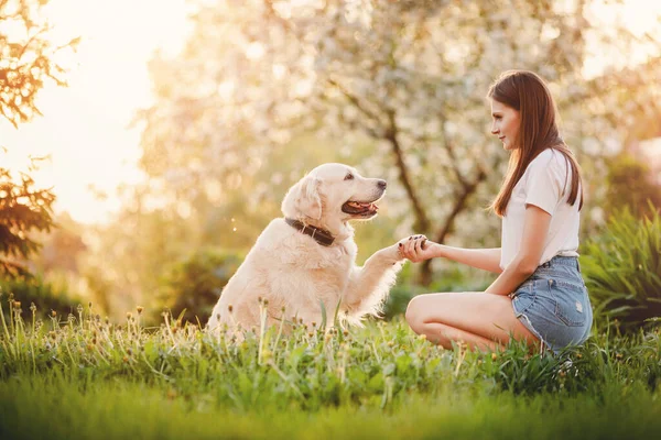 Menina cinologista está treinando Labrador Retriever cão em dar equipe de pata no parque de verão — Fotografia de Stock