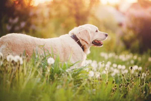 Πορτρέτο του σκύλου Ομορφιά Golden Retriever στο πάρκο την καλοκαιρινή μέρα φως του ήλιου — Φωτογραφία Αρχείου